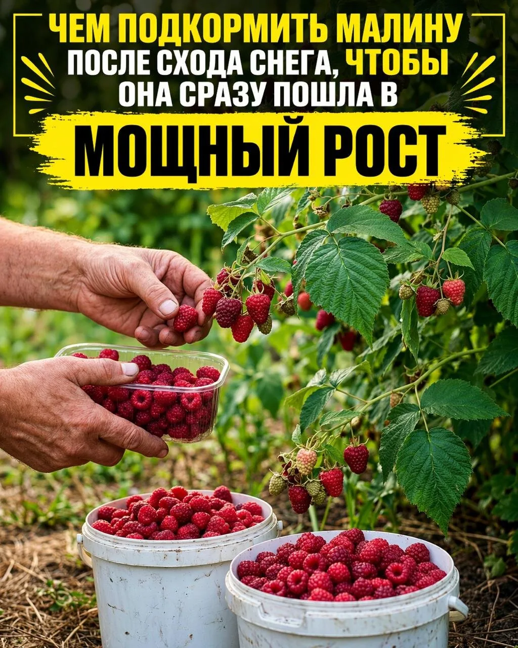 ЧЕМ ПОДКОРМИТЬ МАЛИНУ ПОСЛЕ СХОДА СНЕГА, ЧТОБЫ ОНА СРАЗУ ПОШЛА В МОЩНЫЙ РОСТ