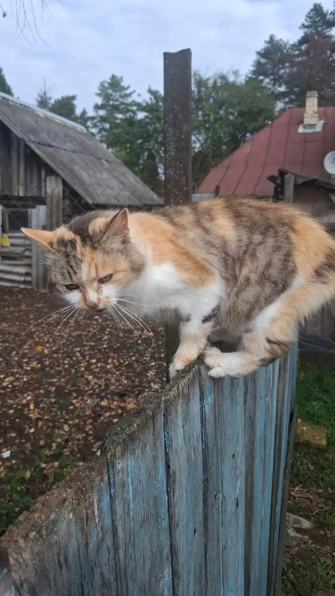 Подбросили кошку с котятами