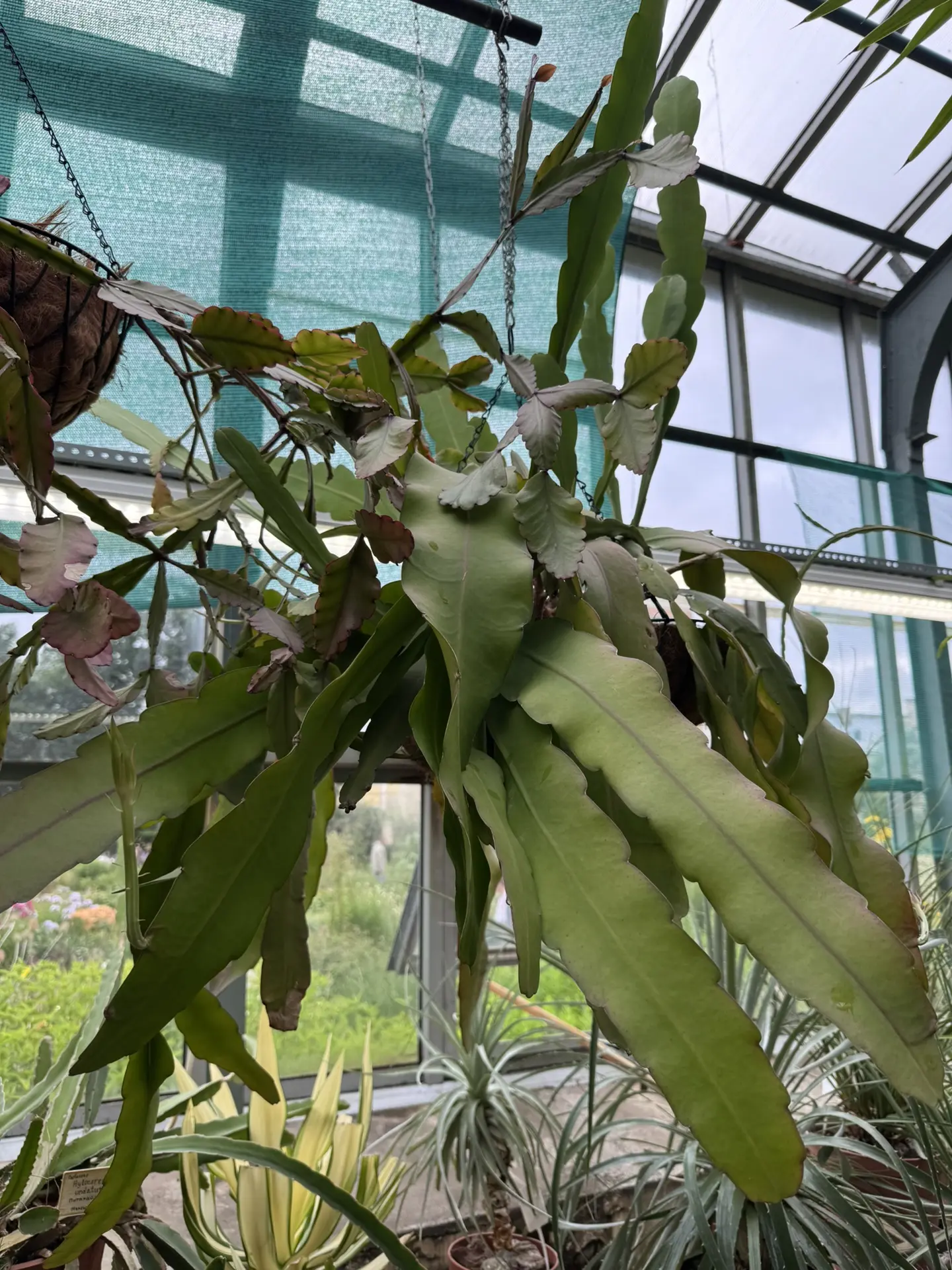 Продолжаем рассказ про американские растения. Сегодня у нас Эпифиллум (Epiphyllum) из семейства какт