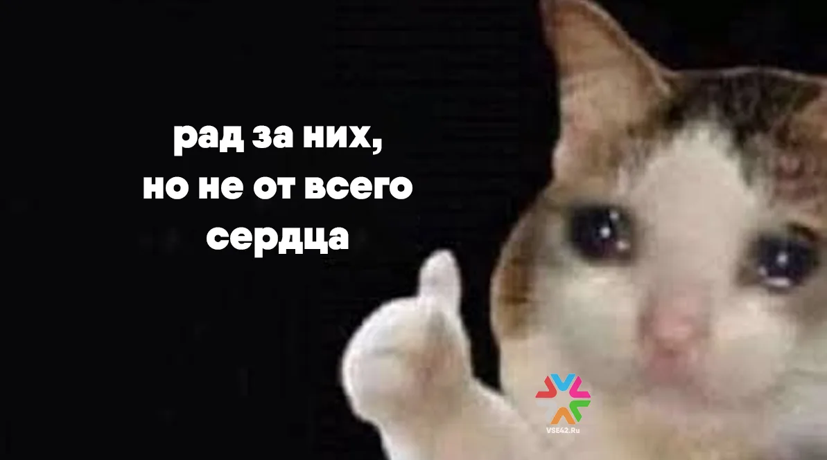 Кошки и собаки из Кузбасса отправились во Францию, Германию и другие страны