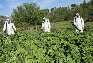 В Башкирии ведутся работы по уничтожению борщевика: https://put-okt.com/articles/eto-interesno/2026-