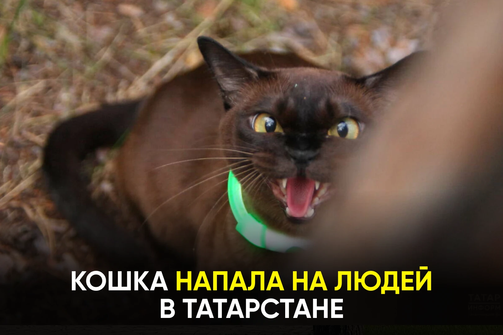 Животное оказалось заражено бешенством. В двух поселках республики могут ввести каранти...