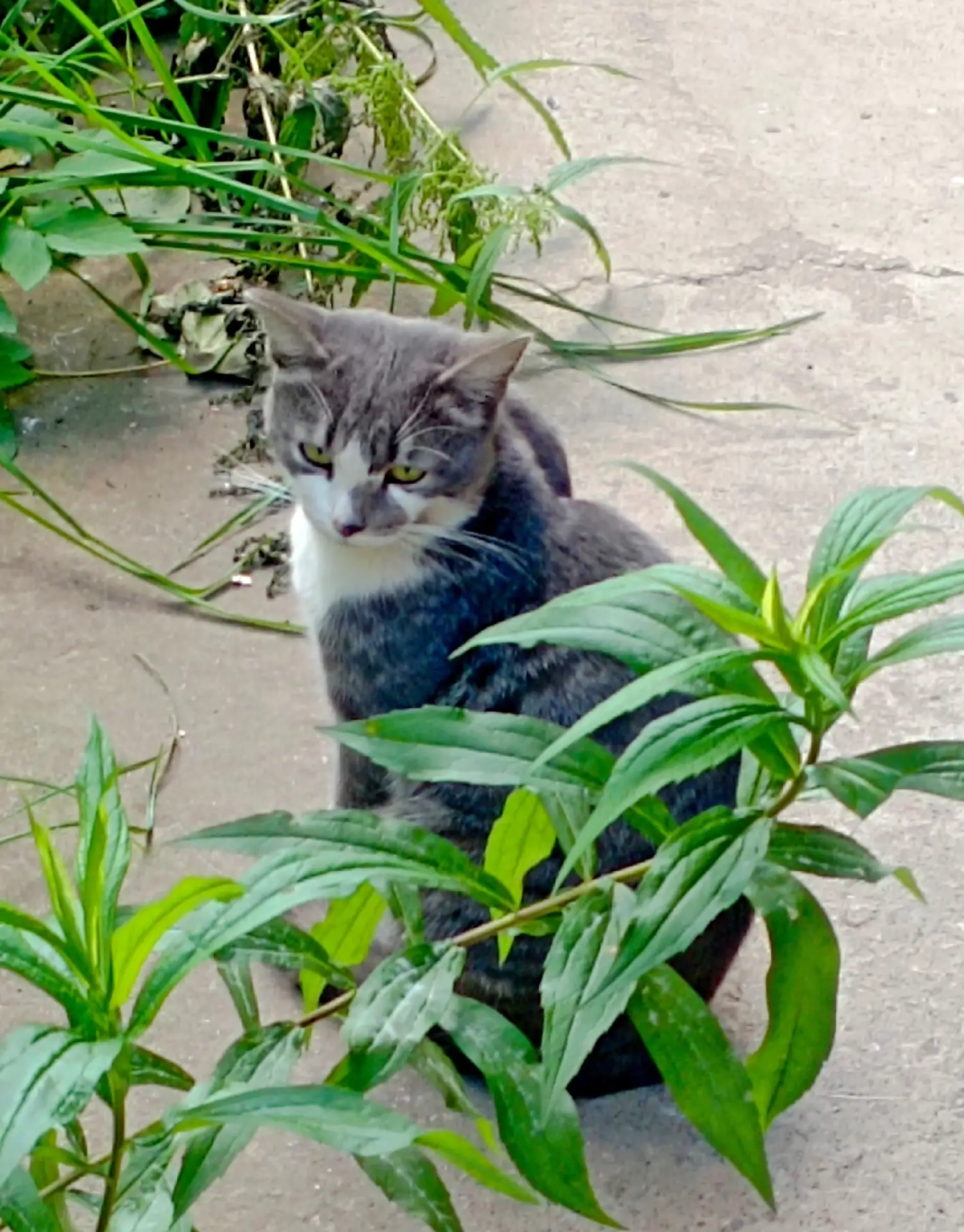 Этот милый котик всё ещё на улице.