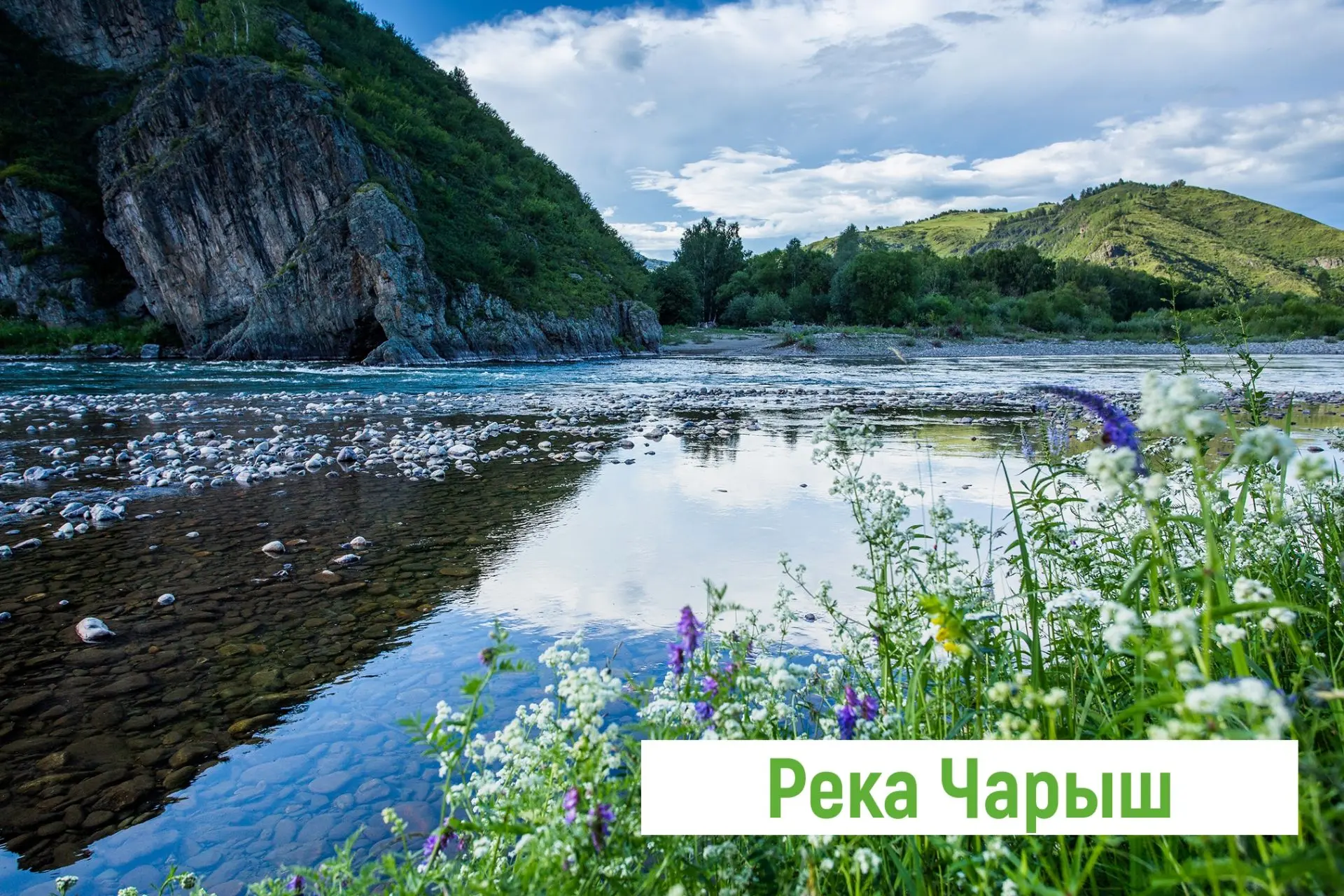 🌿 Река Чарыш — одна из главных водных артерий Алтайского края. Она берёт начало у Корг...