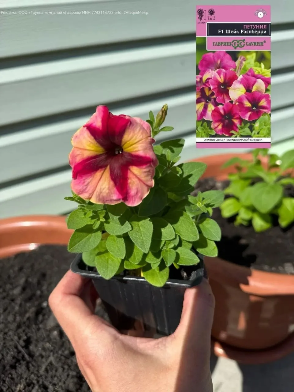 🌸Посадка рассады петунии в кашпо. Уход на старте🌸  Петуния стала одной из самых популярных летних цв