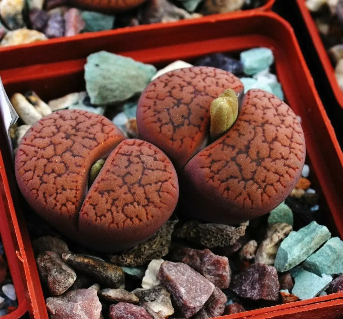 #ЗелёныйДом
Сегодня 23.06.2026, втр.
Литопс Аукамп (Lithops aucampiae)
Семейство Аизовых (Aizoaceae)