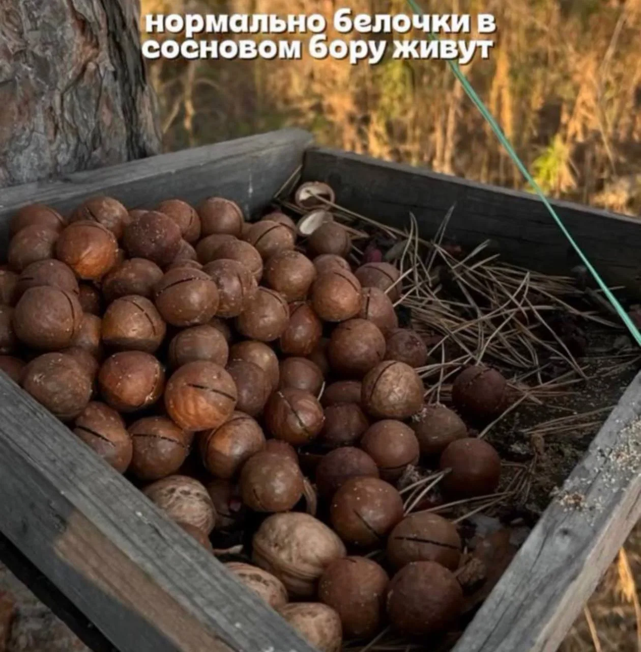 🐿 В Сосновом Бору белки устроили себе пир из макадамии