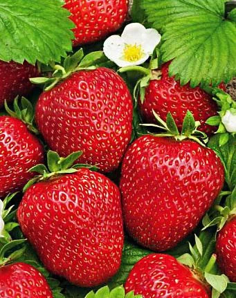Что делать при смене места посадки для клубники🍓

Приготовьте раствор: в 10 литров неметаллической 