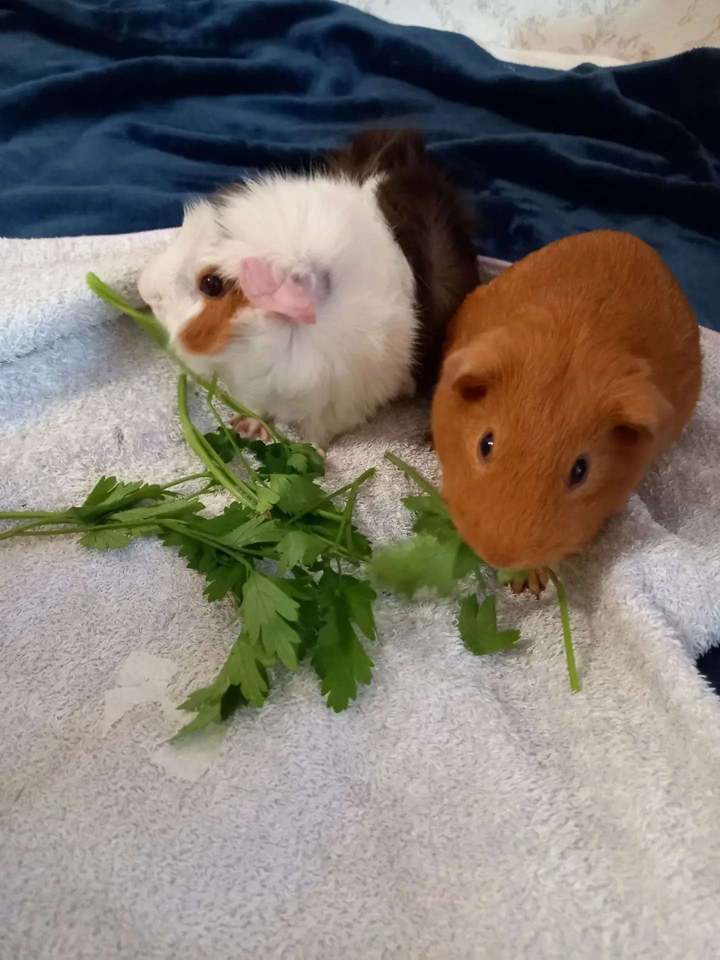 Продолжаем тему стрессов и густой крови.