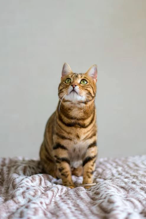 🐈Коты оказались секретным ингредиентом счастья .