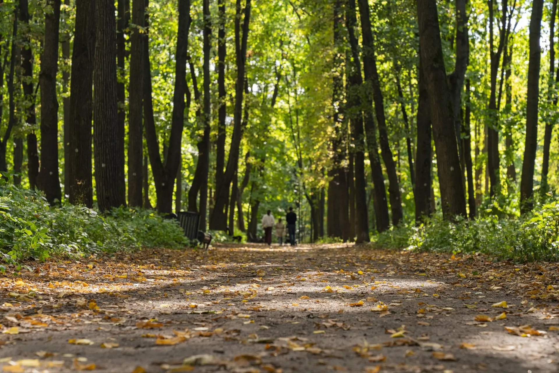 Осень уже преследует наших посетителей на аллеях Нескучного сада 🍂