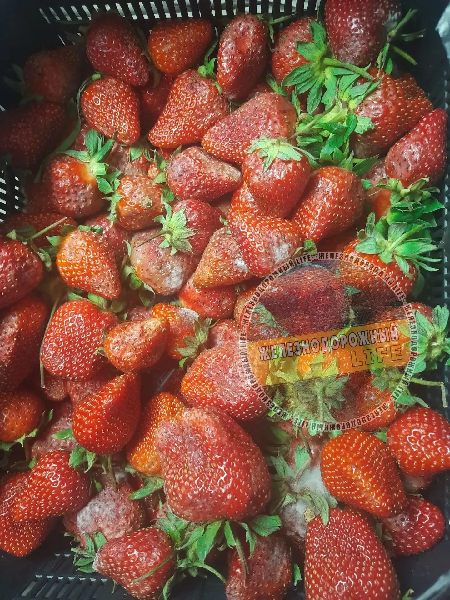 На станции в палатке продается клубника по 350 руб. Вчера вечером  купила ящик клубники на 1000 руб.