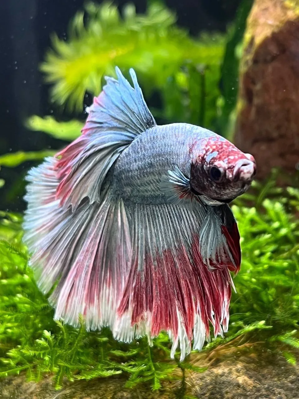 🆕Посмотрите список новых поставок 

🪸🐠Морские рыбки и беспозвоночные - кораллы 

🌿🐟Пресноводные