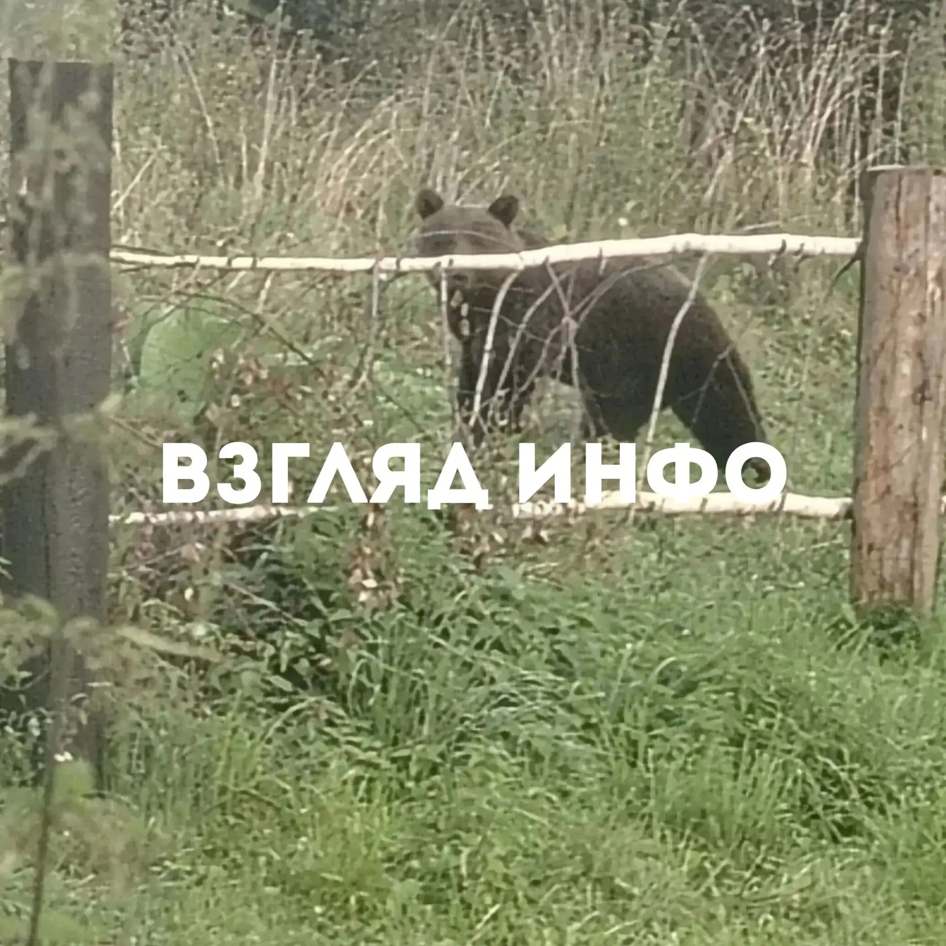 Косолапые атакуют Артемовск
