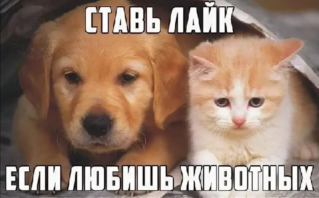 Ставь ❤️