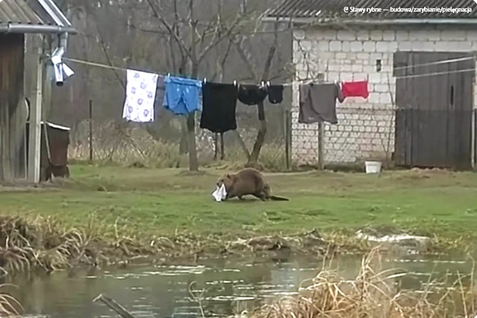 В Польше бобр повадился воровать трусы у местного жителя.