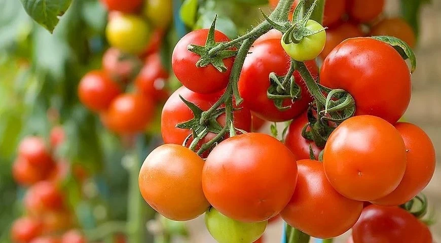 Помидоры творят чудеса 🍅