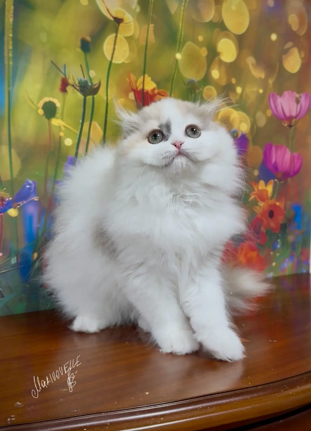Девочки, ну всё 😍 У Маши родились котятки, и они уже так подросли! Какой котёнок вам больше нравится