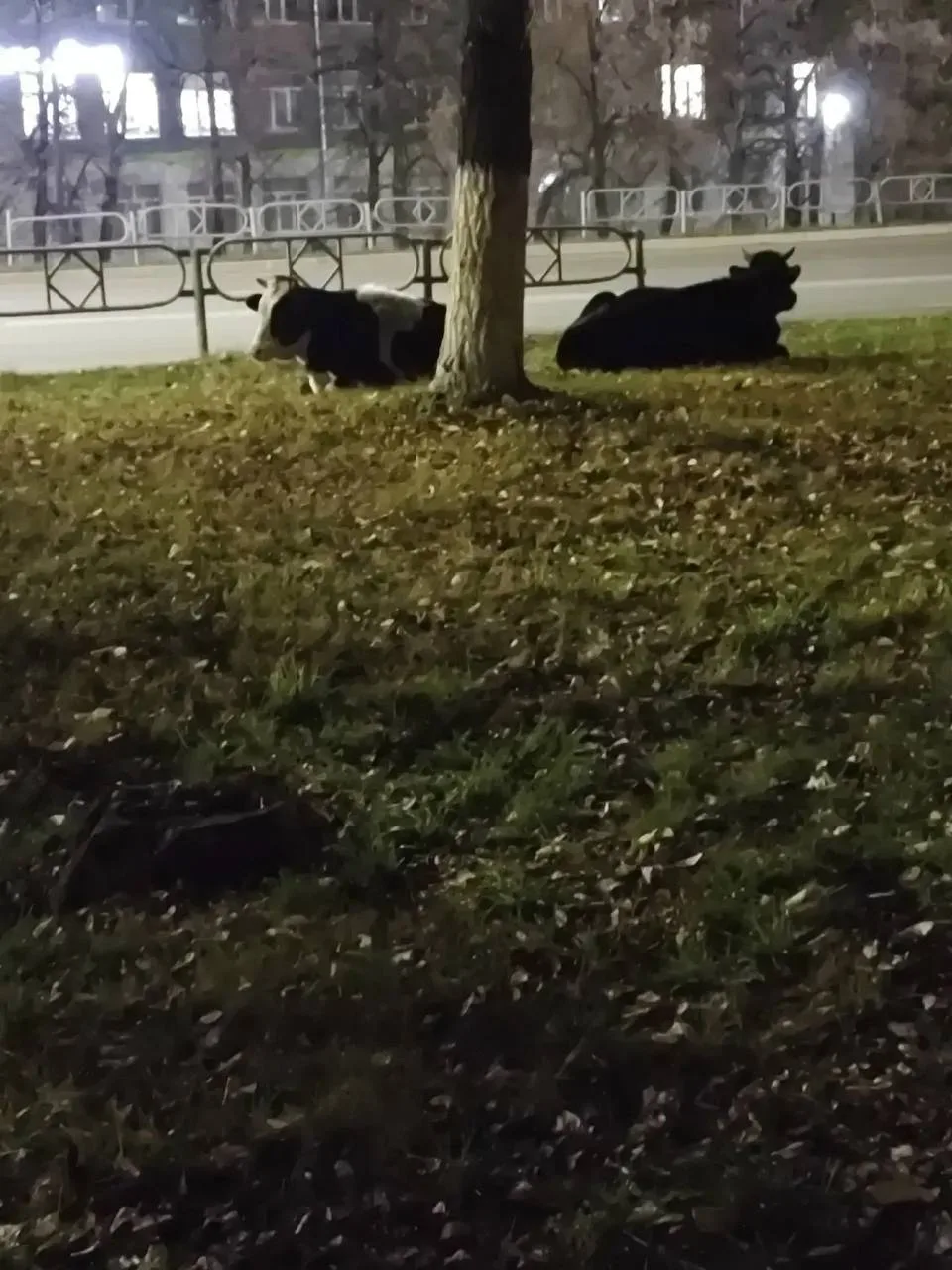 🐮 В Новокуйбышевске все стабильно