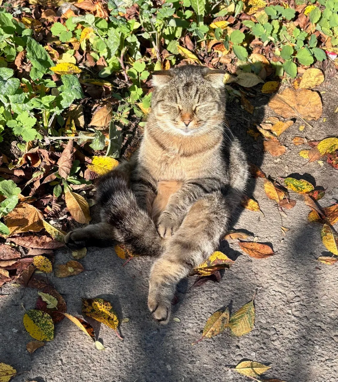 😽 Сегодня солнечный денек