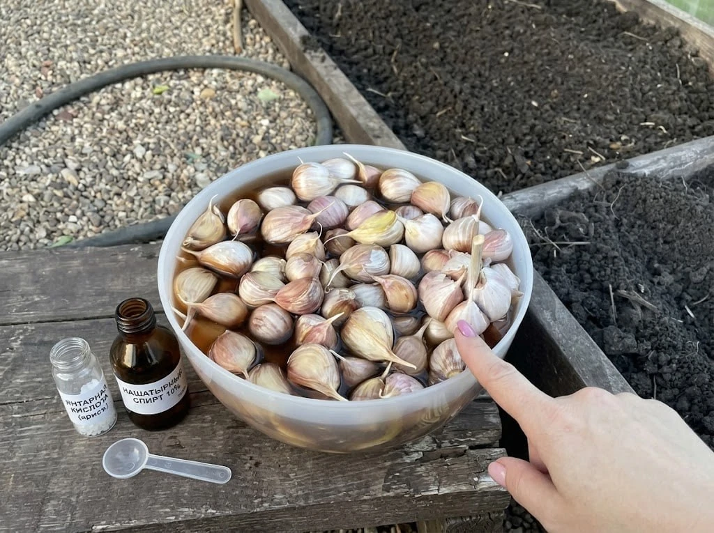 🧄 Защищаем чеснок ещё до высадки в грядку