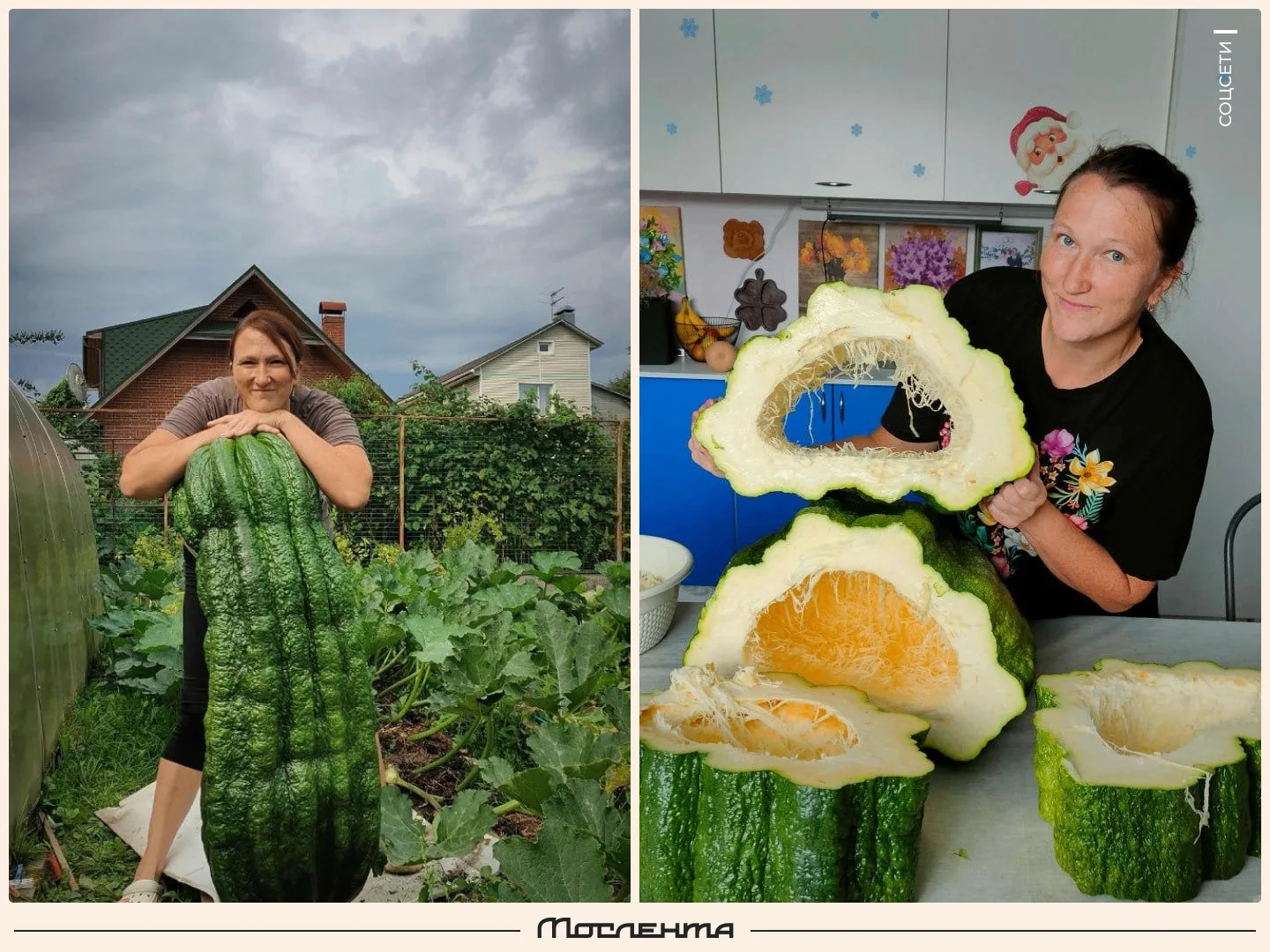 🥒 Кабачок высотой с человеческий рост вырастила жительница Истры.