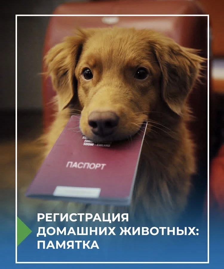 Добрый день 🖐️

Напоминаем о
регистрации домашних животных

Если у вас есть собака, важно знать: 
н