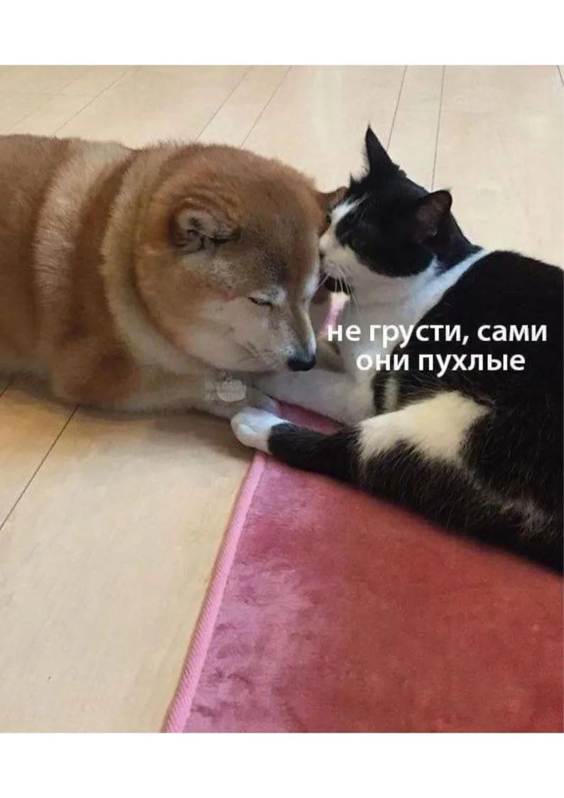 Мягкий кот