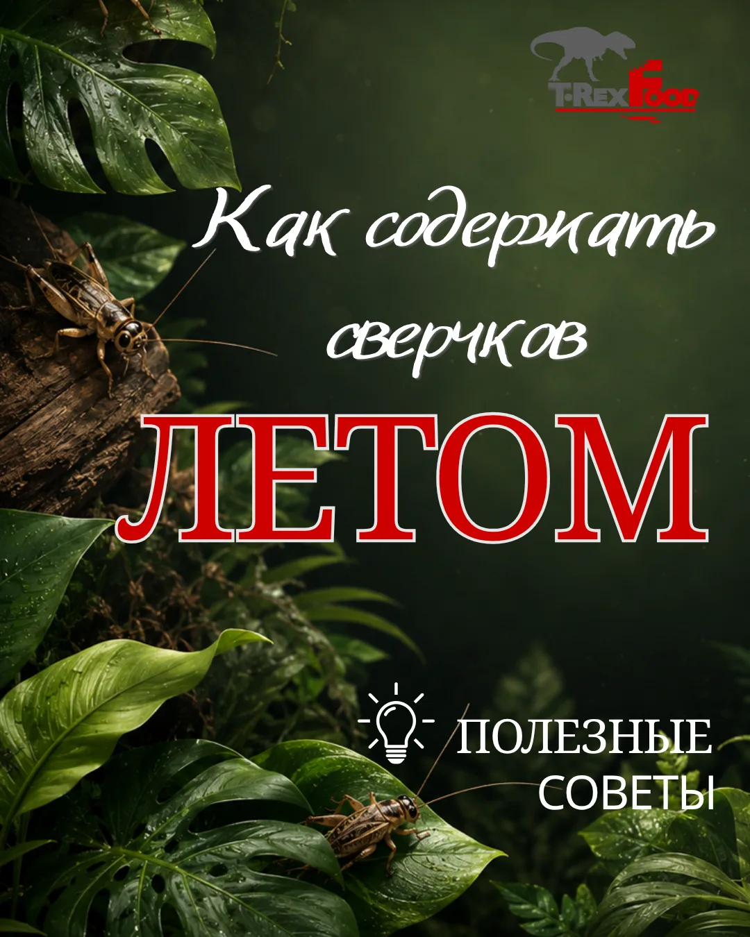 ⚠ Как продлить жизнь сверчкам летом? 🦗

Когда дома жарко, ошибки в хранении становятся особенно зам