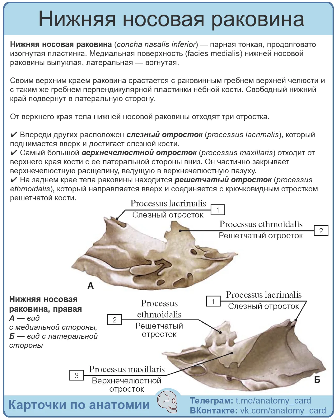 Нижняя носовая раковина
