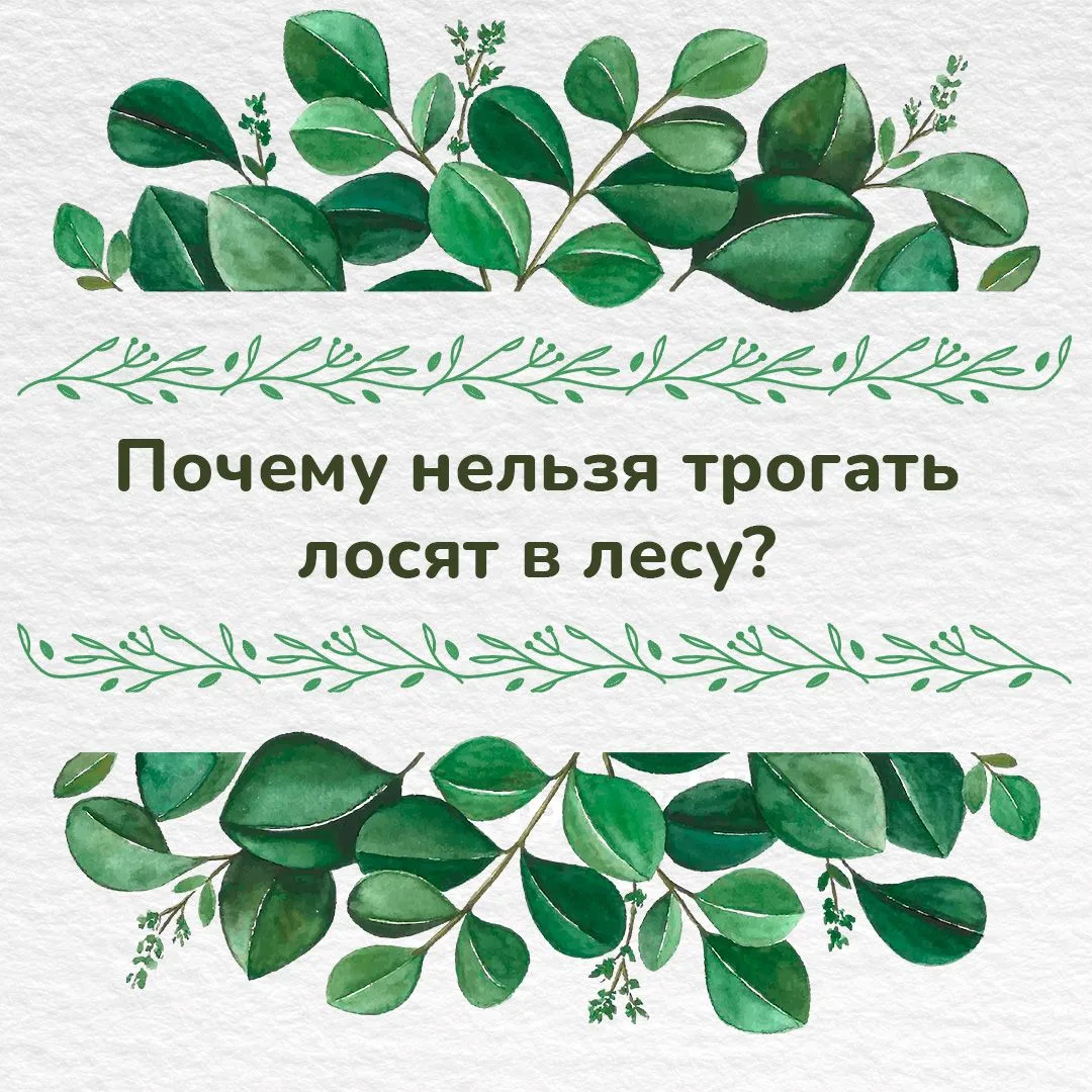 ❗️Внимание – лосята!