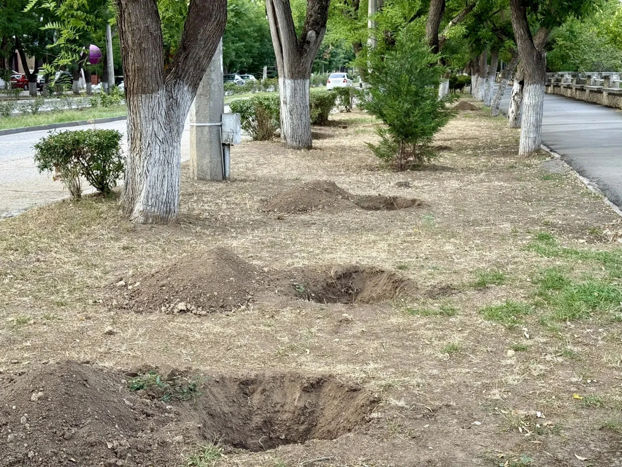 🌲 В Евпатории высадят более 80 можжевельников