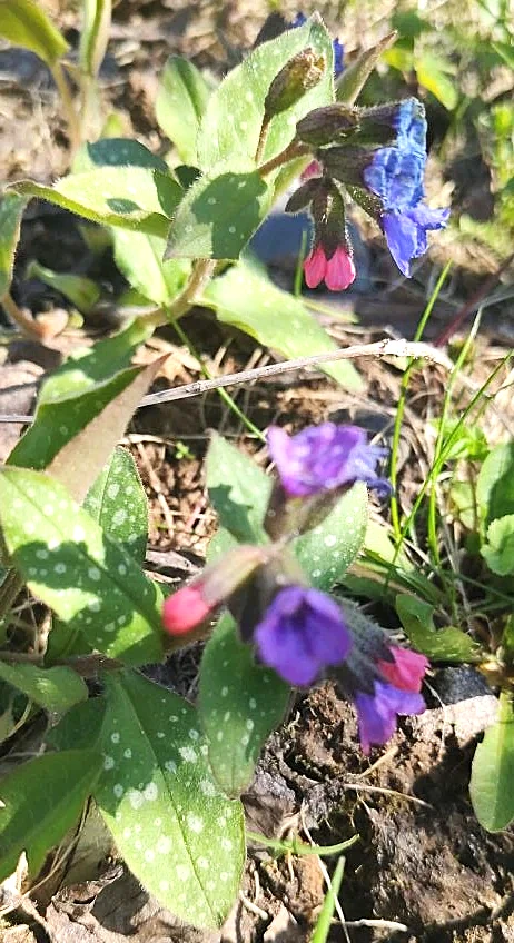 🌸 ЗАЦВЕЛА МЕДУНИЦА!