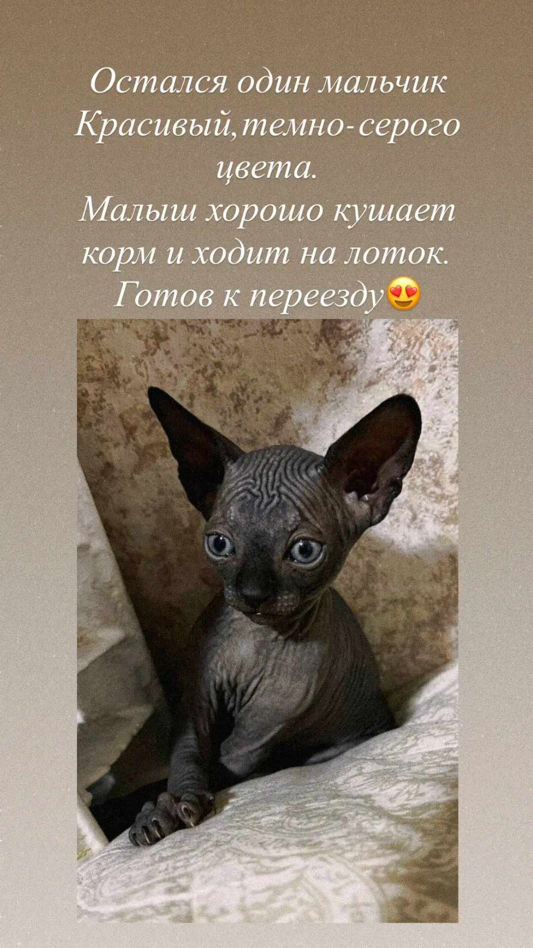 Канадский сфинкс