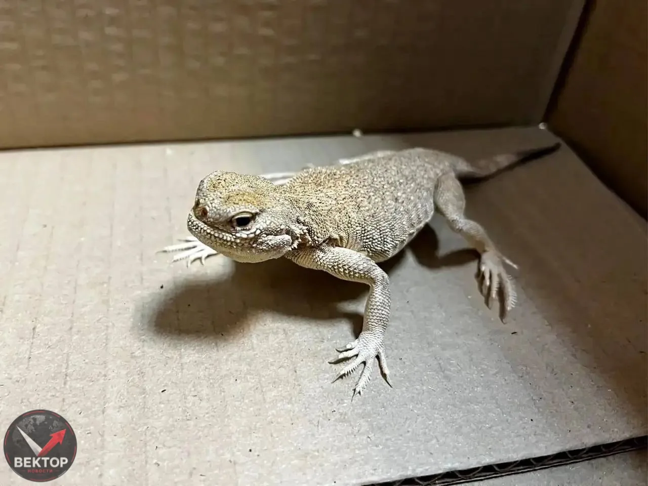 🛃🦎 КАЛИНИНГРАДСКИЕ ТАМОЖЕННИКИ ИЗЪЯЛИ 116 РЕДКИХ ЯЩЕРИЦ