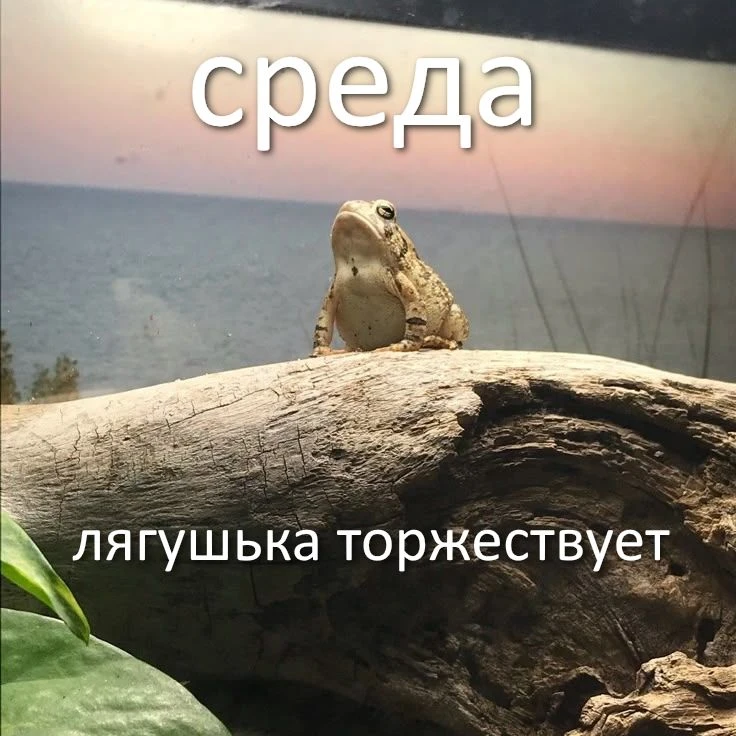 любим лягушек и жабок