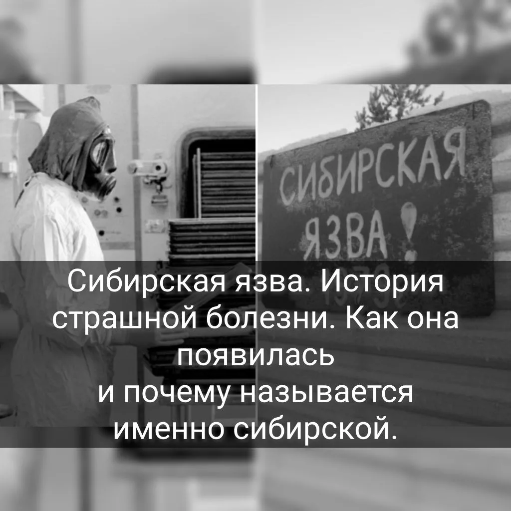Сибирская язва — это особо опасная инфекционная болезнь, которая поражает как животных,...