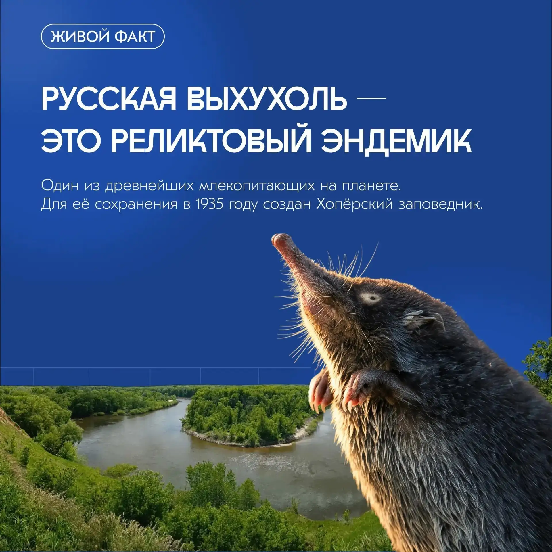 🐾 Русская выхухоль — один из самых древних зверьков на планете, и её до сих пор можно ...