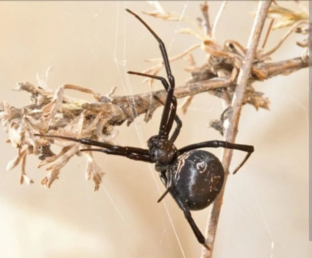 🕷️🔥 Степь Калмыкии прекрасна, но она требует уважения и предельной бдительности. Сегодня мы хотим 
