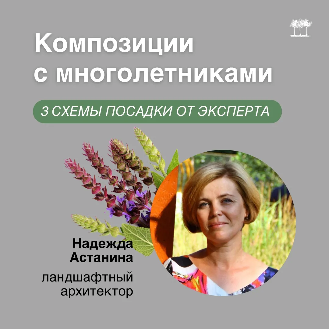 Как правильно составлять композиции с многолетними растениями?