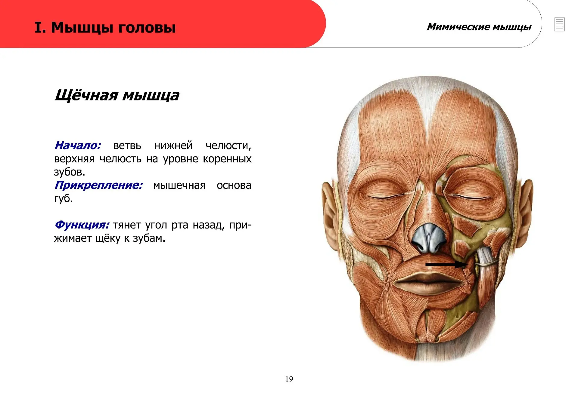 Мимические мышцы (часть 2)