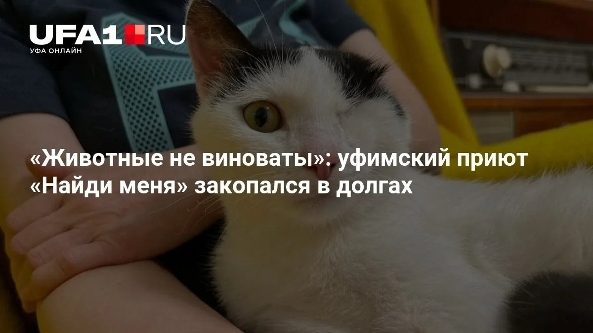 🐾 Уфимский приют «Найди меня» в долгах по уши