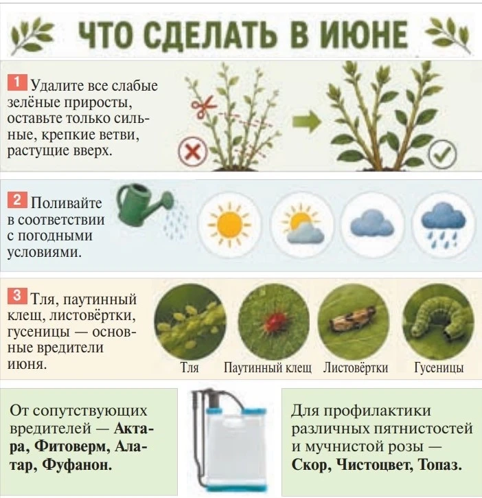 И целого сада мало

Гортензии — украшение любого цветника: они неприхотливы в уходе, а клумба с ними