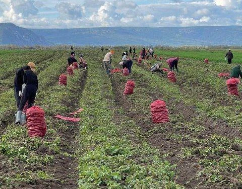 В Якутии собрано более 46 тысяч тонн картофеля и овощей
