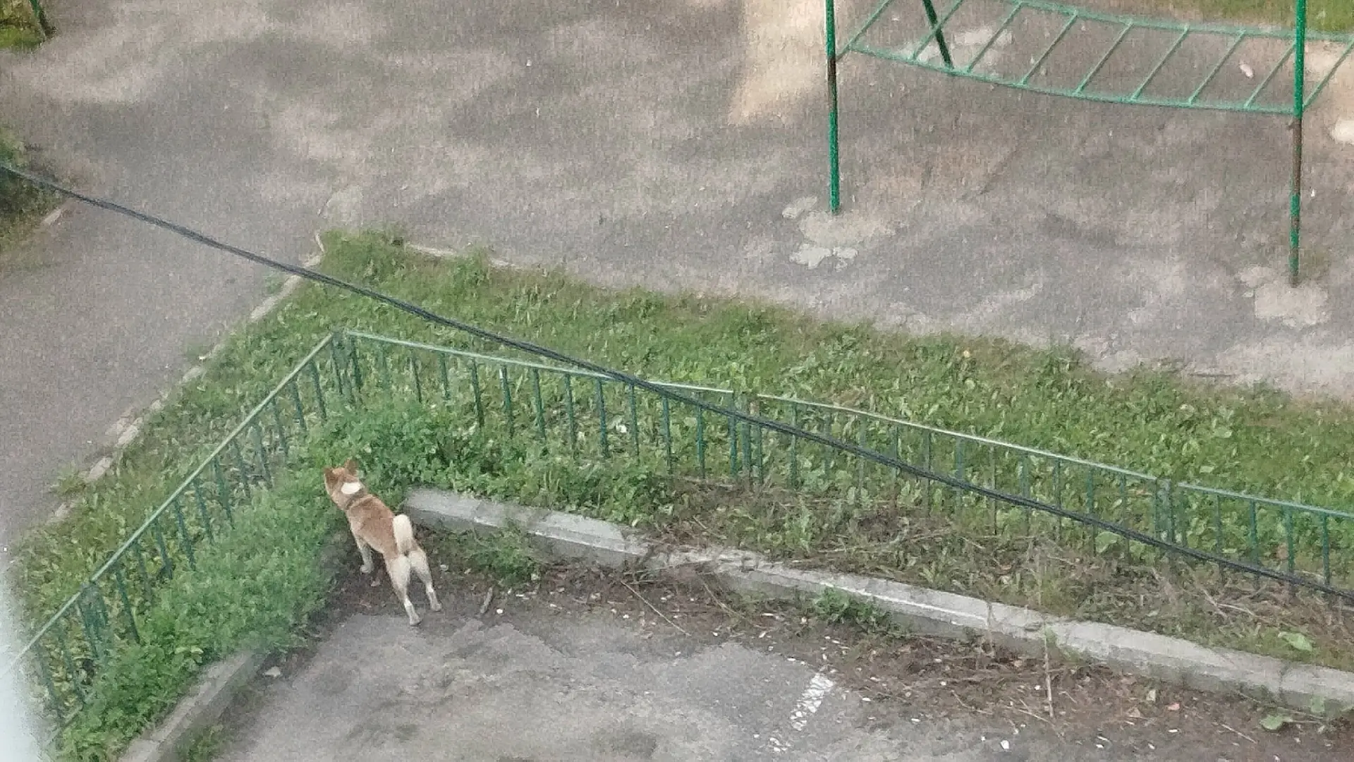 Доброе утро, Сиба Ину бегает у дома 23 / 79 по улице Юности, никто не терял?
