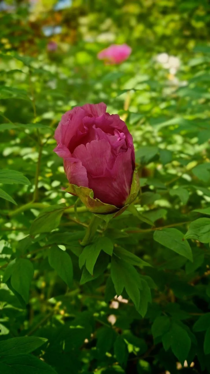 🌸🌿 В Ботаническом саду зацвели древовидные пионы. Настоящая цветочная роскошь  Крупные бутоны, насыщ