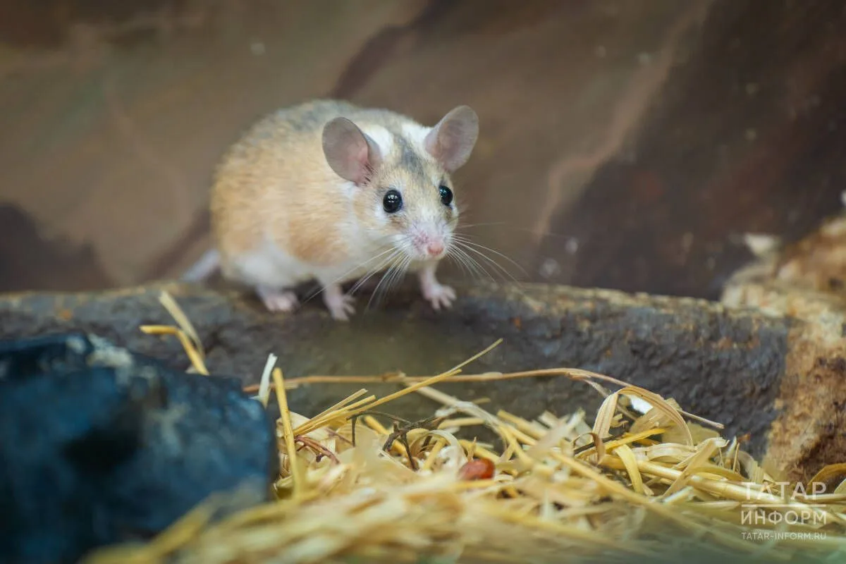 🐭 Опасность в огороде: как не подхватить геморрагическую лихорадку в дачный сезон