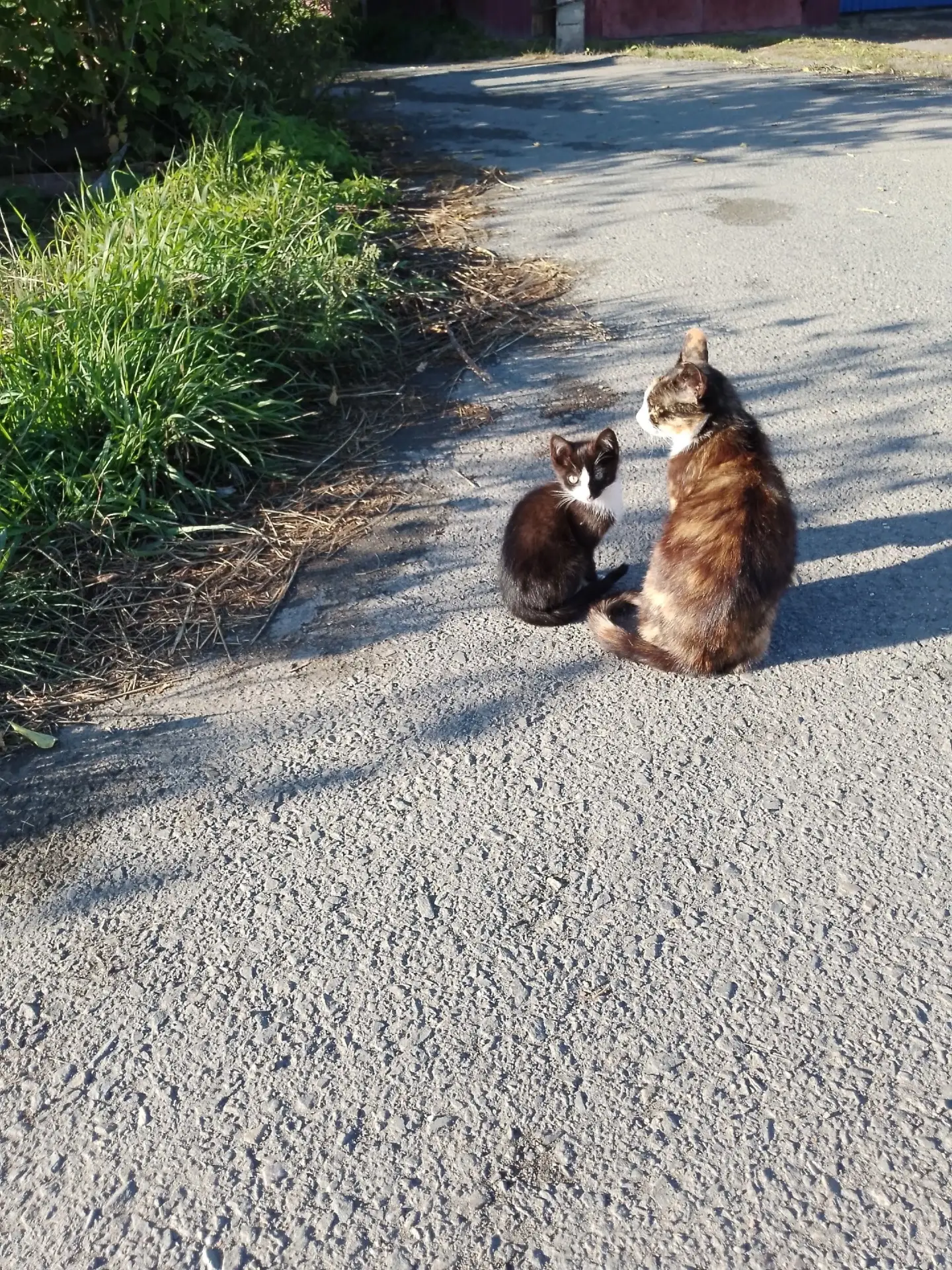 💔💔💔 Очень нужна помощь в поисках дома маме кошке и двум котятам. Родила во дворе заб...