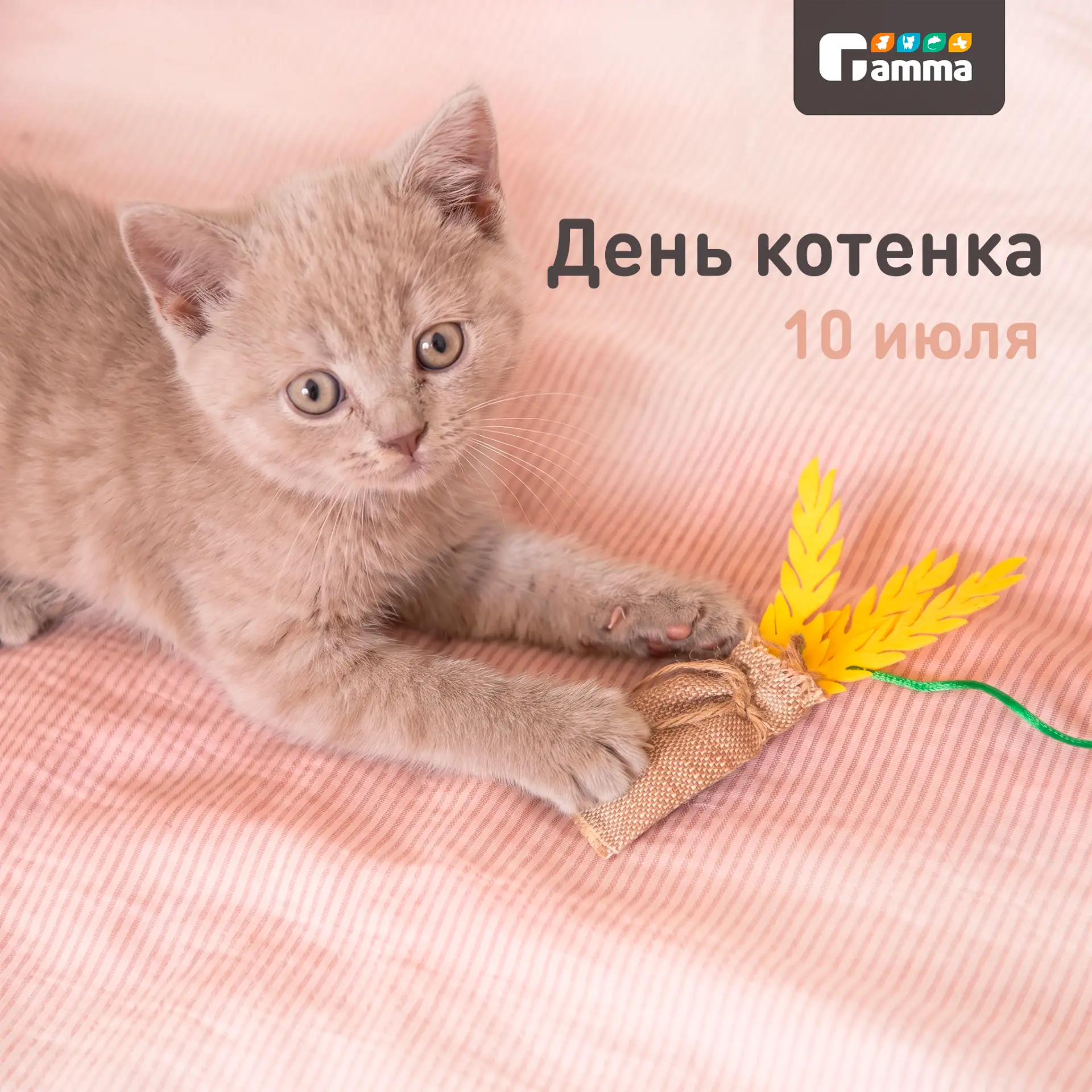 День котёнка: время дарить тепло и дом 🏠❤️

Маленький котёнок в доме — это море радости, но еще и б