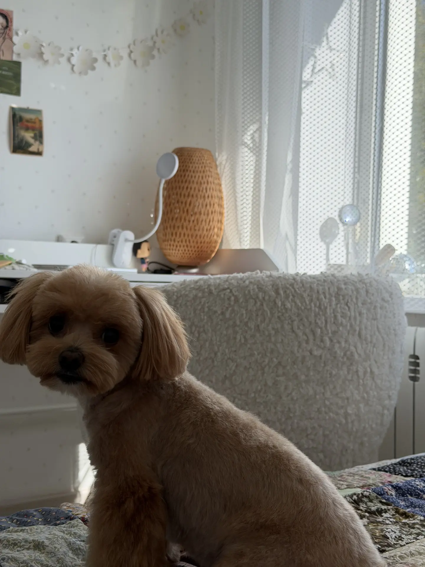Каждый раз так непривычно видеть его после стрижки, будто новая собачка 🐶